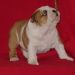 chiots bulldog anglais